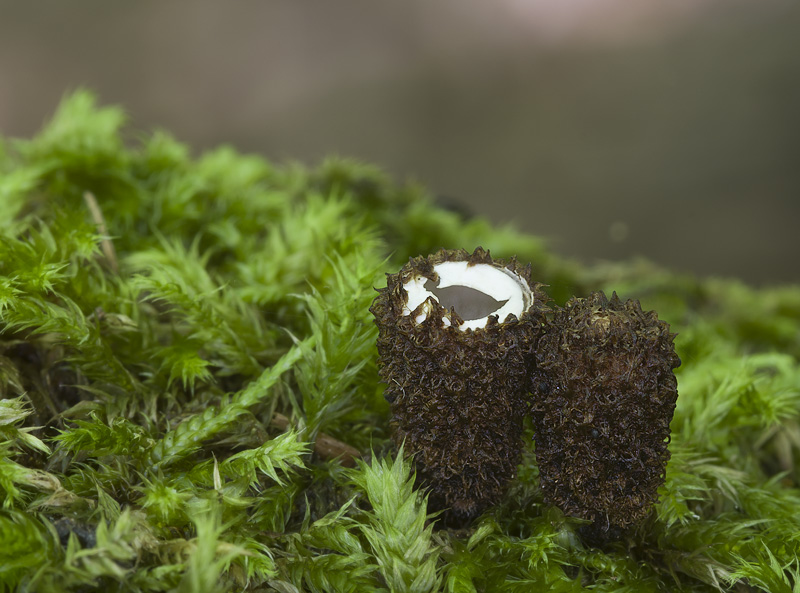 Cyathus striatus